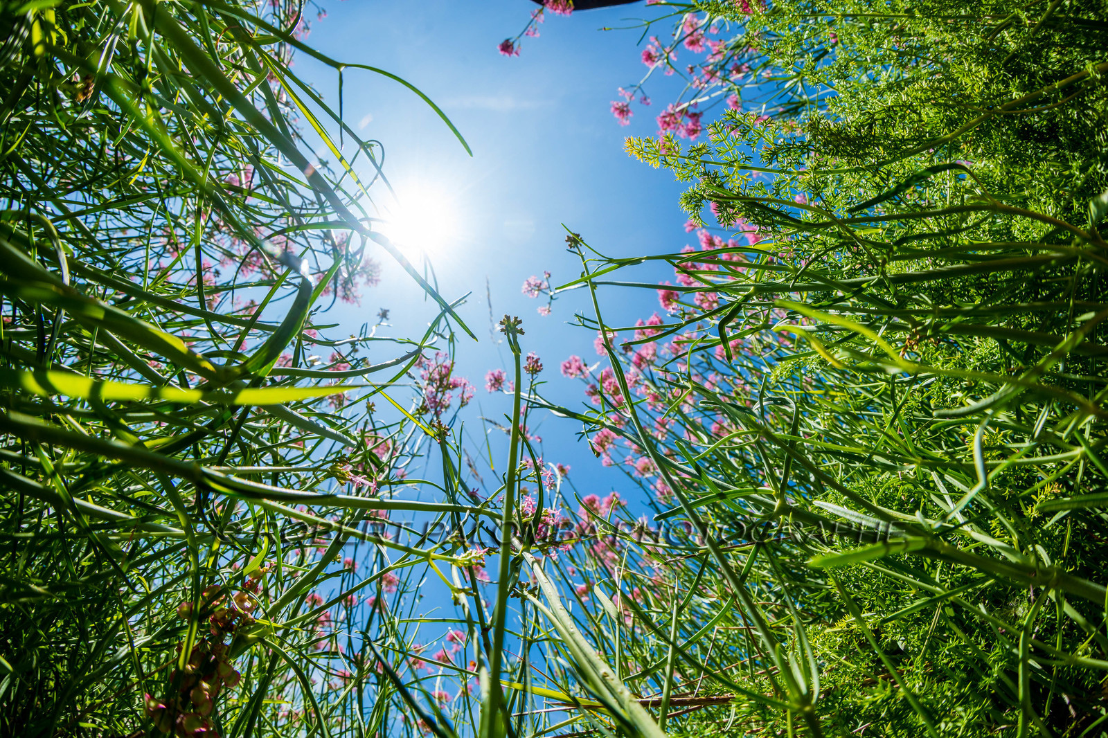 France, Alpes-de-Haute-Provence (04) Val d'Allos