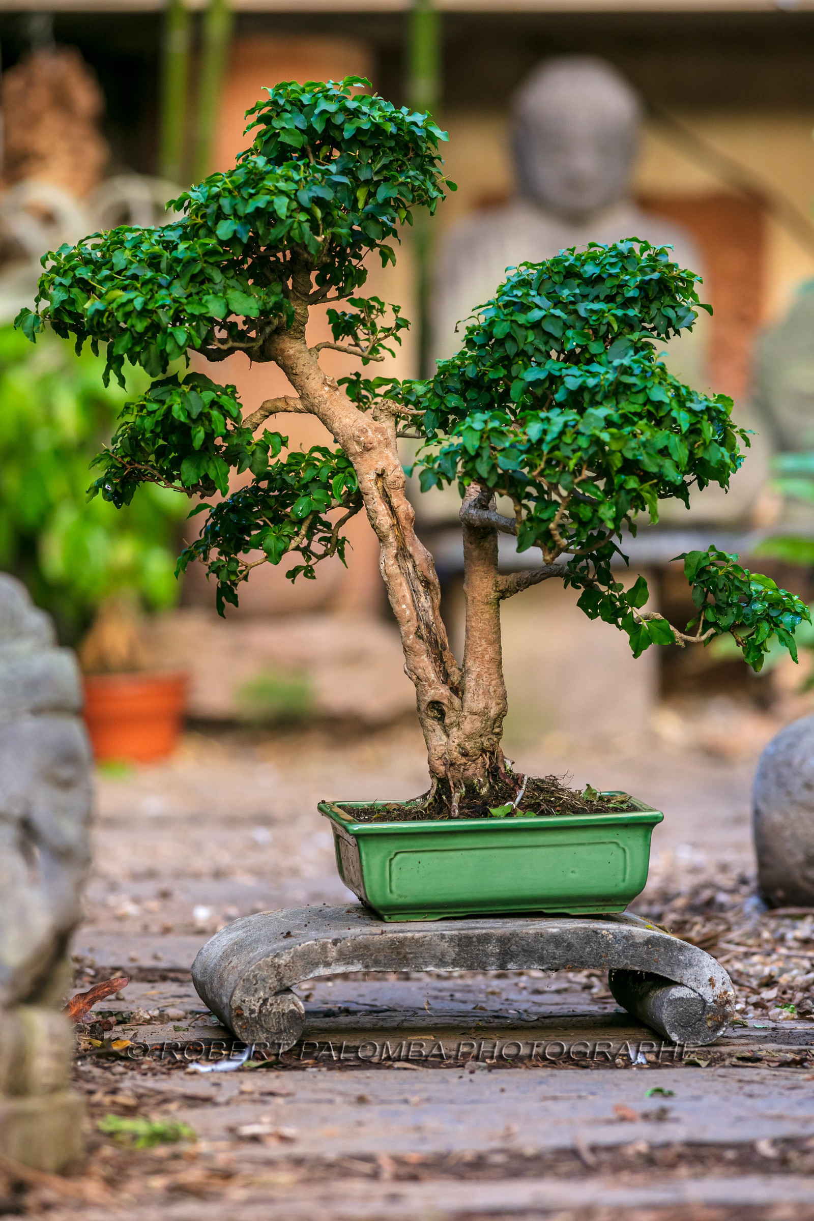 Bonsai