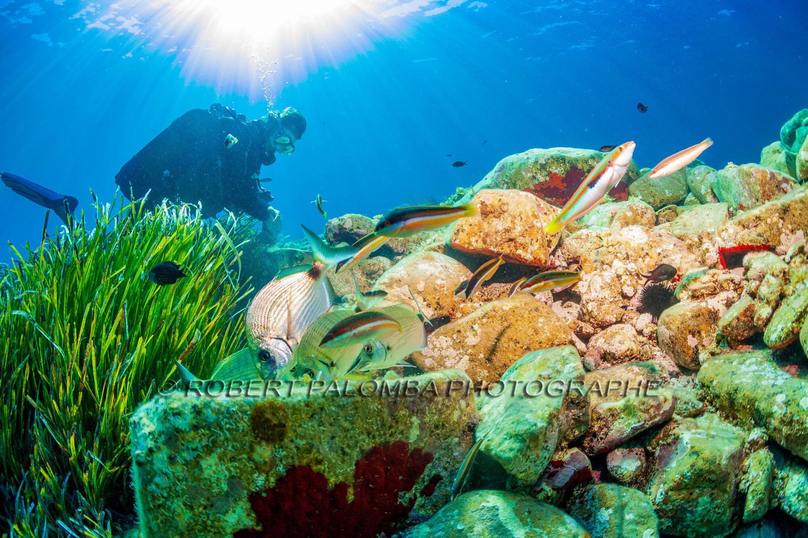 Plongée-sous-marine