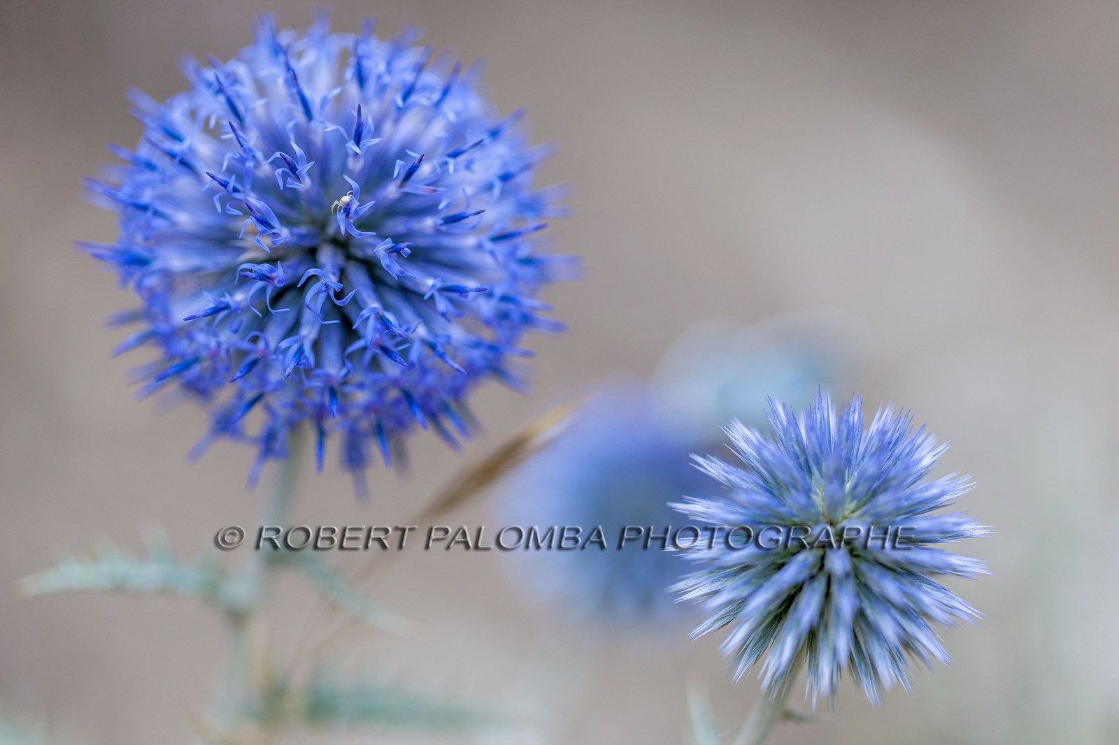 Chardon, Carduus defloratus