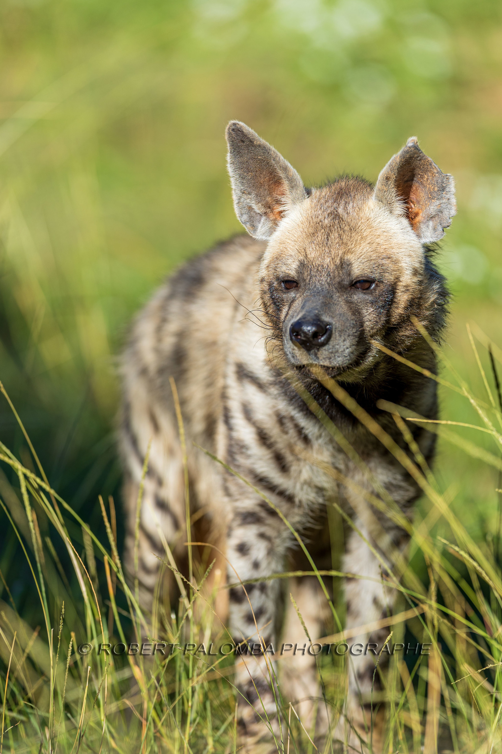 Parc animalier de la Barben