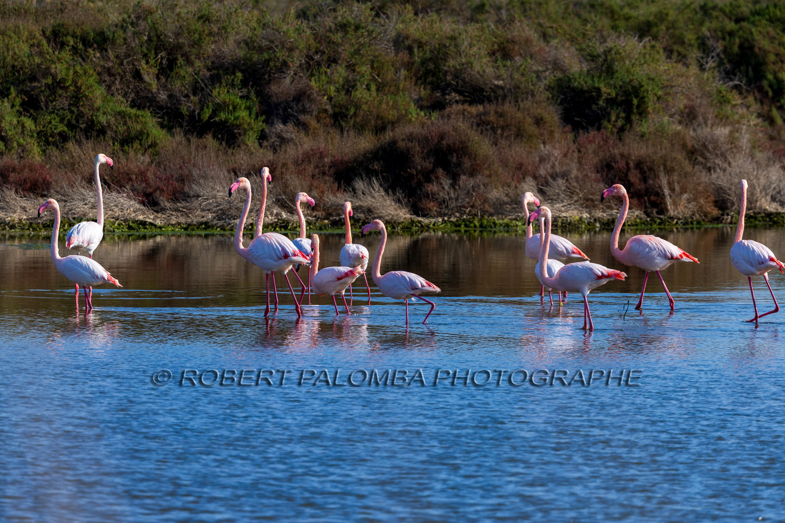 Flamant rose