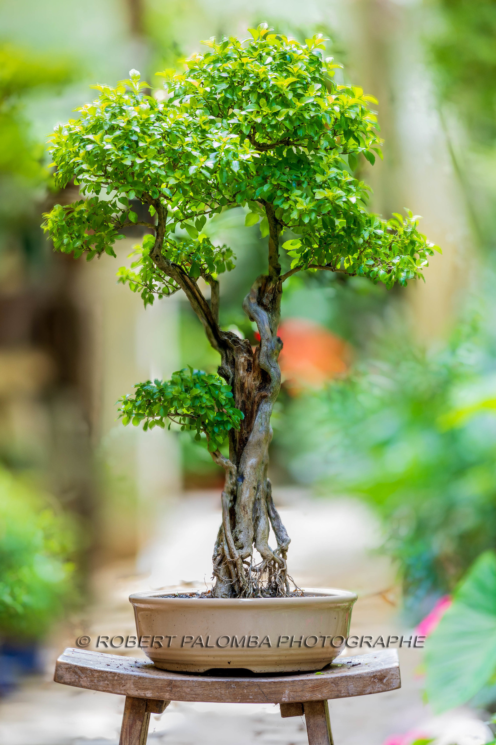 Bonsai Center