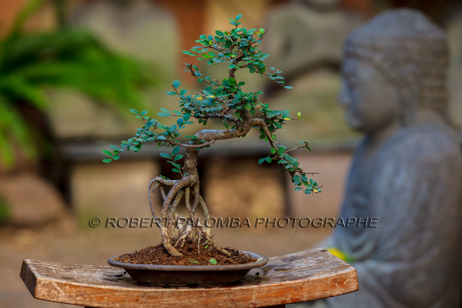 Bonsai