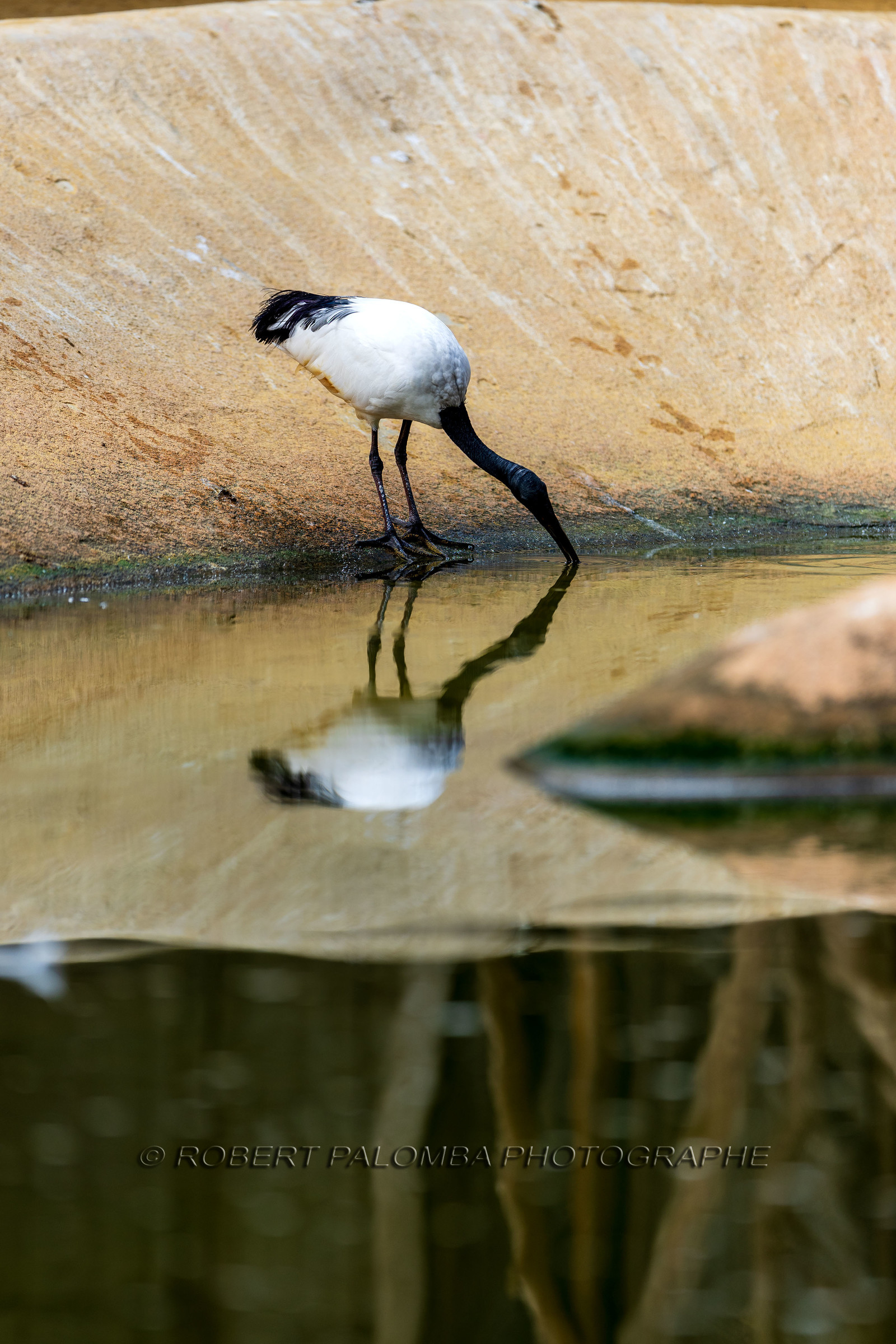 La Ferme aux crocodiles