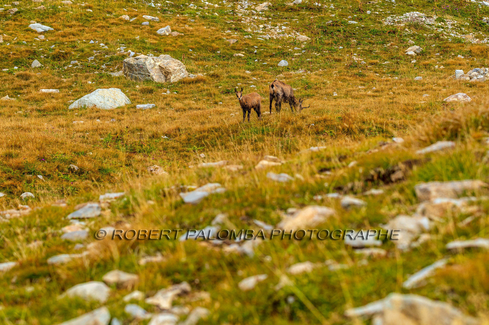 Mont Pelat