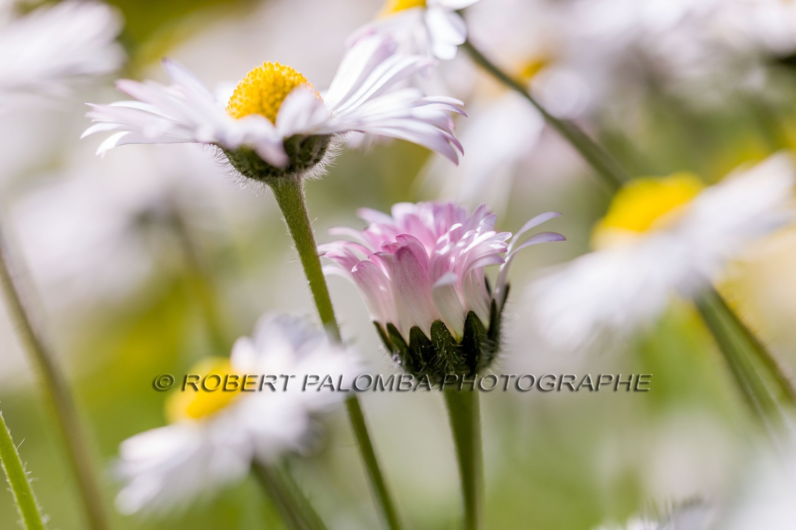 Marguerite, Leucanthemum vulgare Marguerite, Leucanthemum vulgare