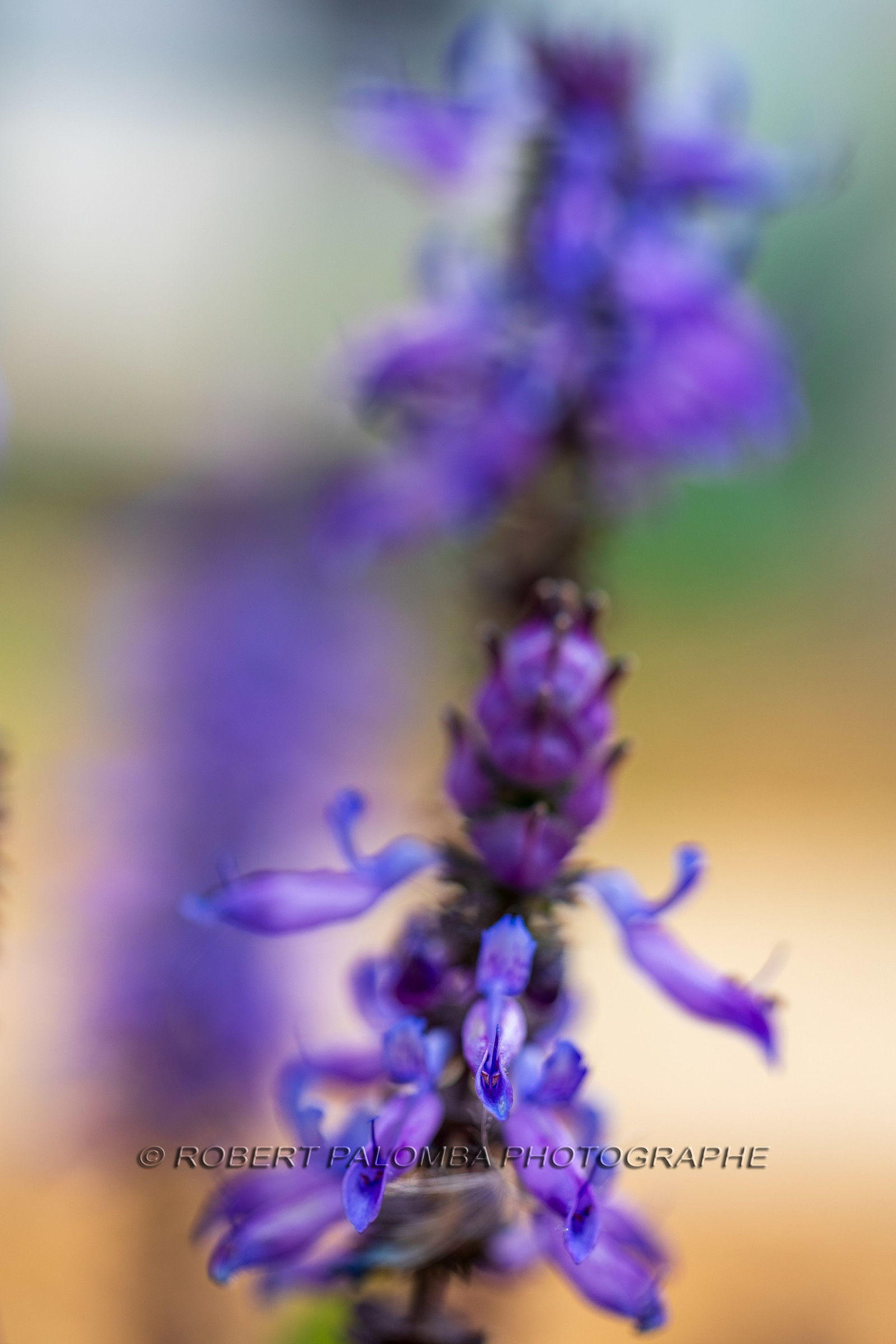 Flore