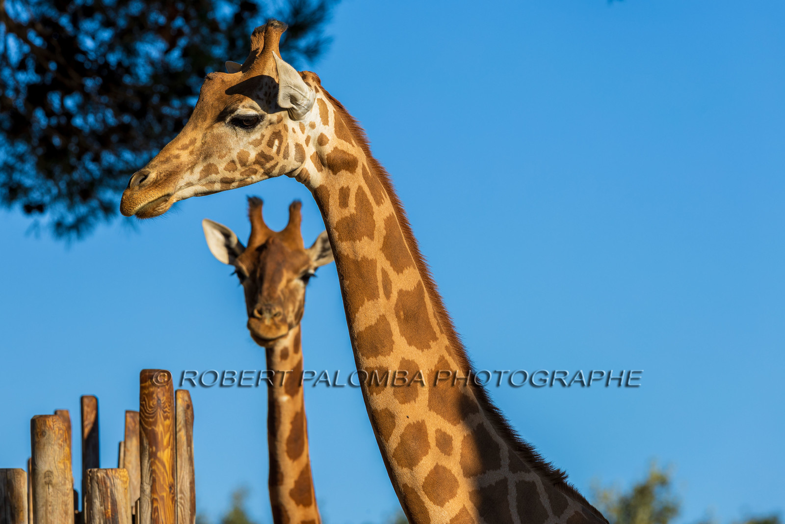 Parc animalier de la Barben