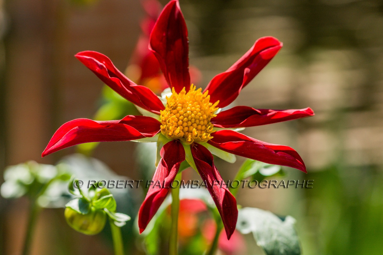 Flore Méditerranéenne