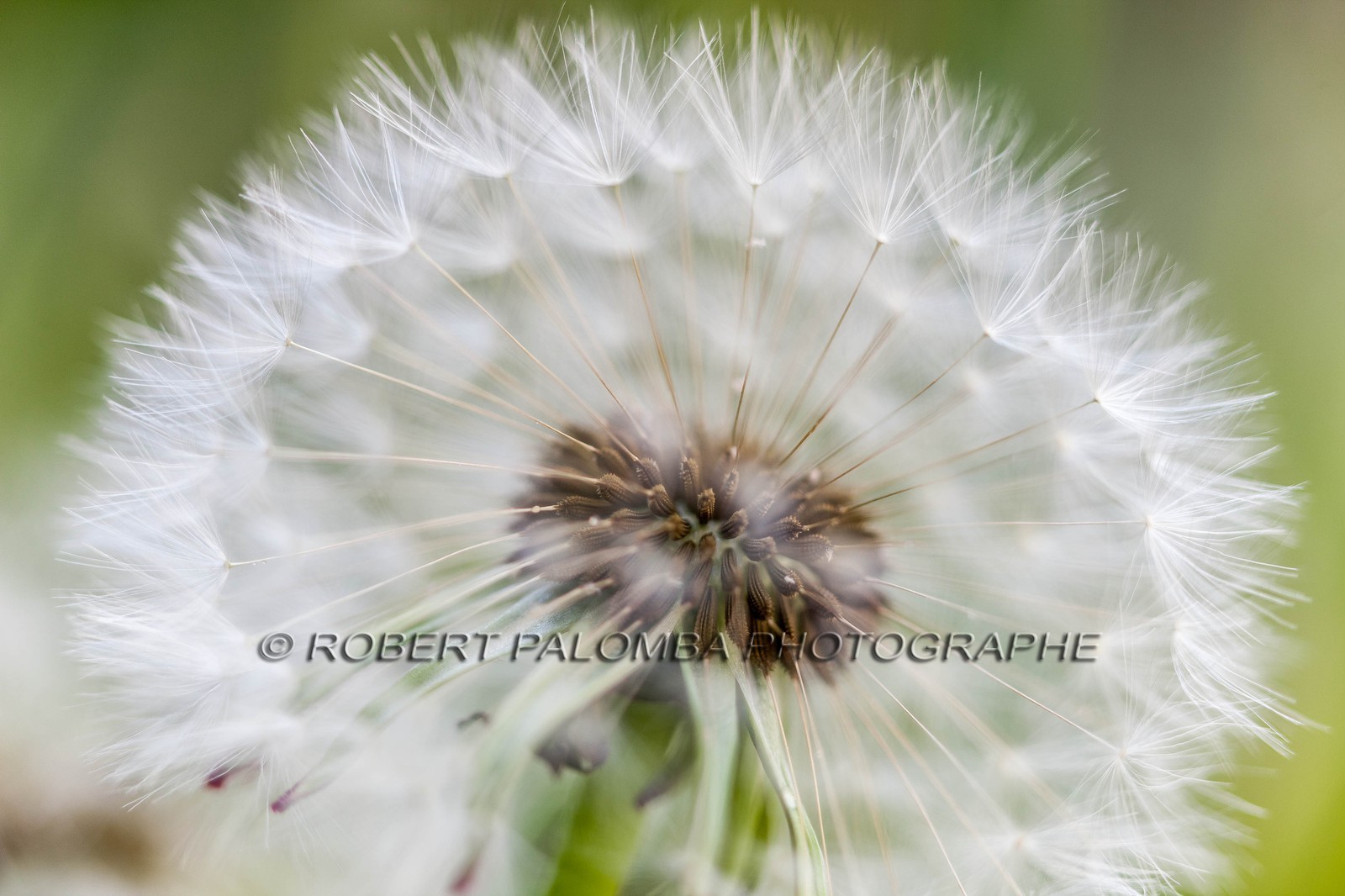 Pissenlit dit Taraxacum Pissenlit dit Taraxacum