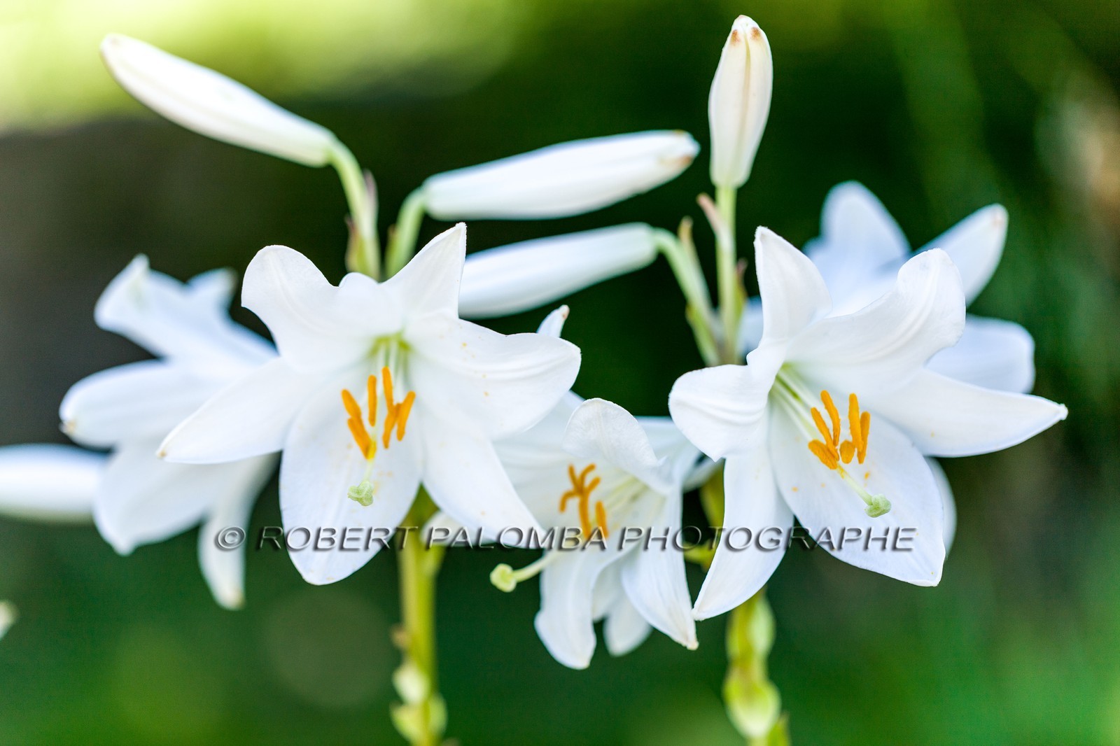 Flore Méditerranéenne Flore Méditerranéenne