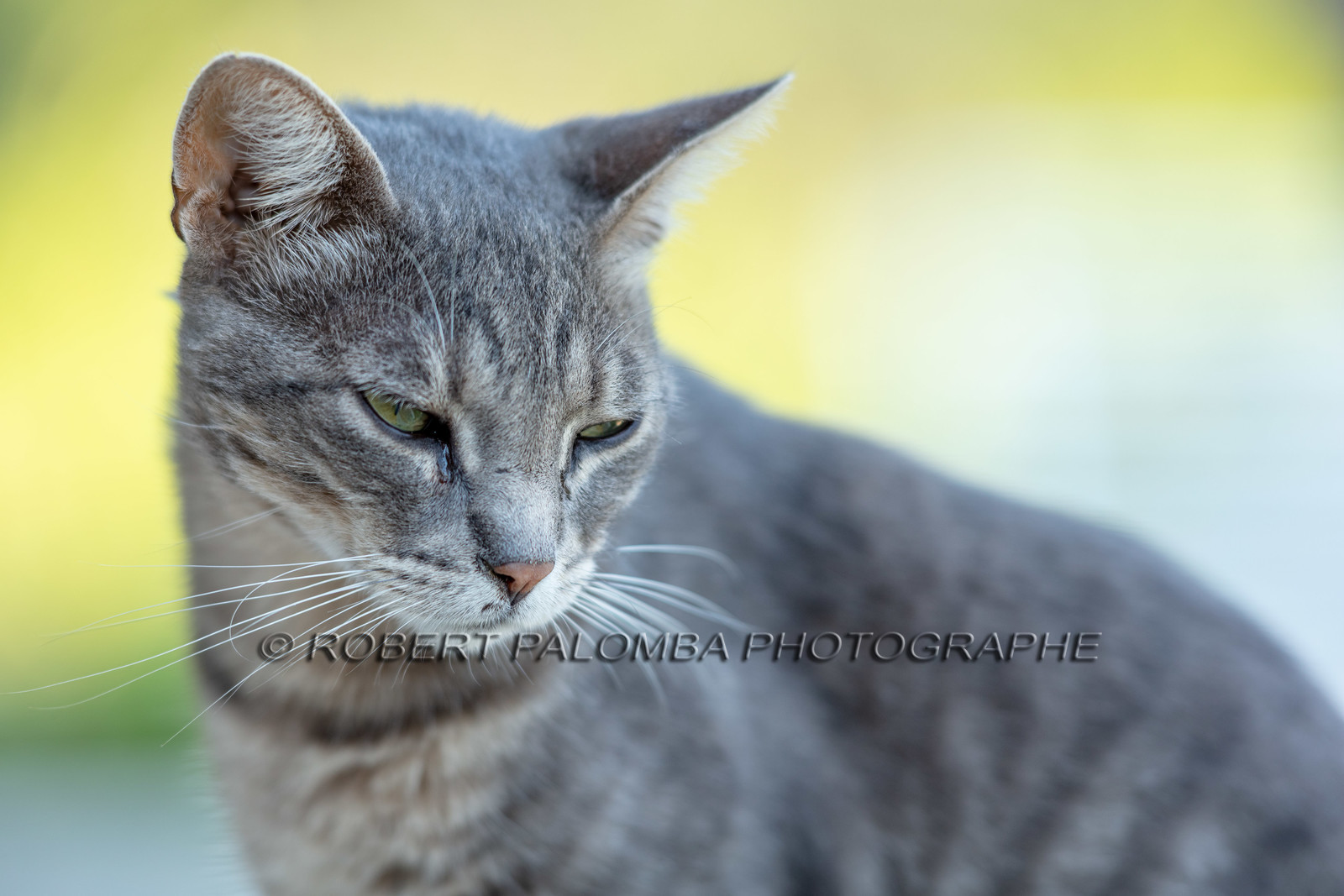 Chat corse