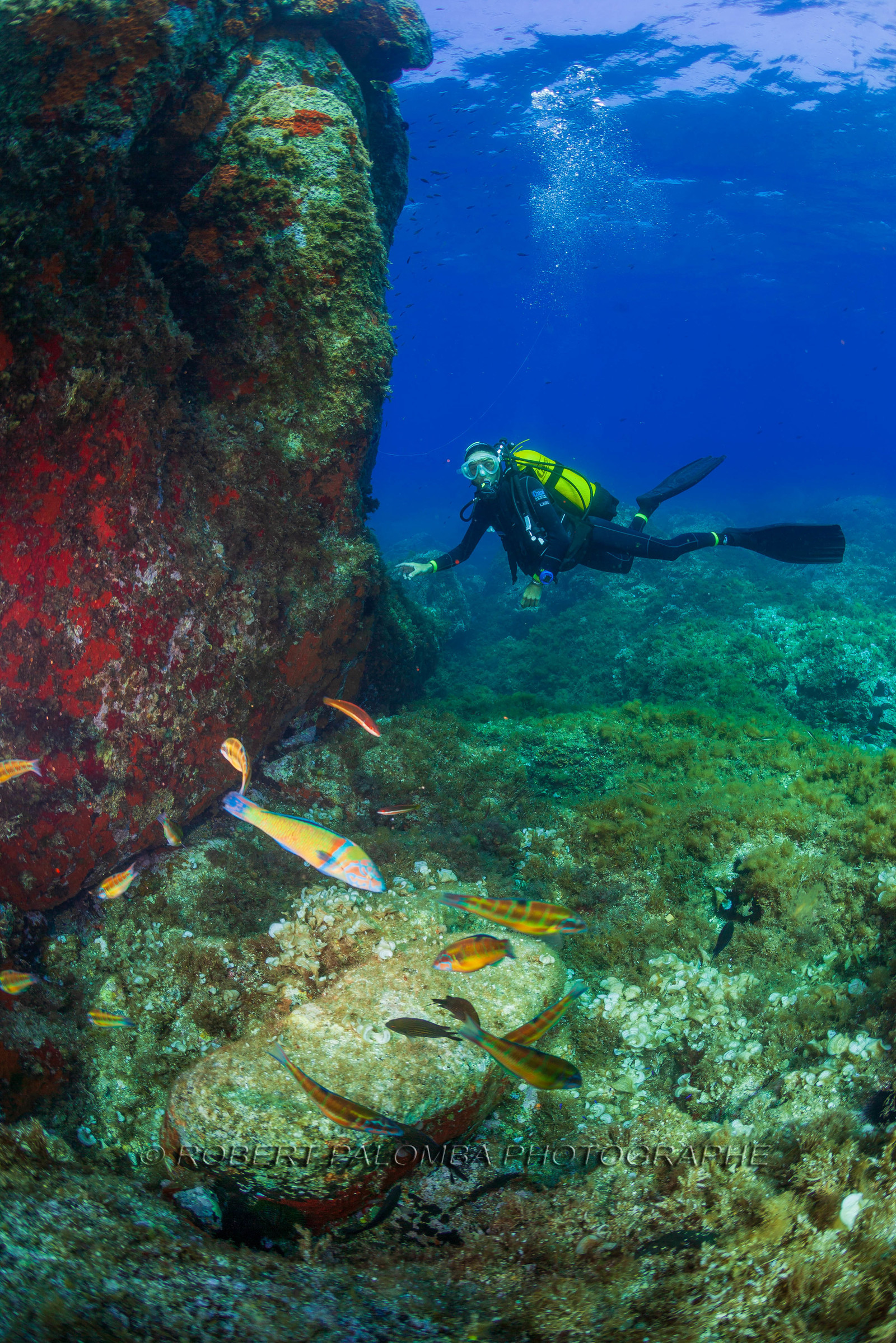 Plongée-sous-marine