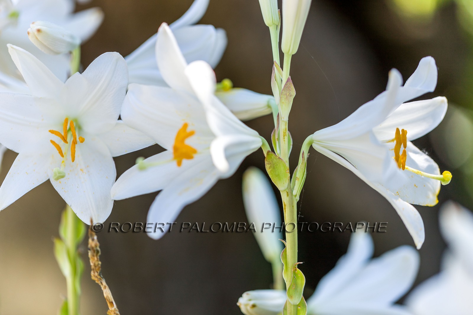 Flore Méditerranéenne Flore Méditerranéenne