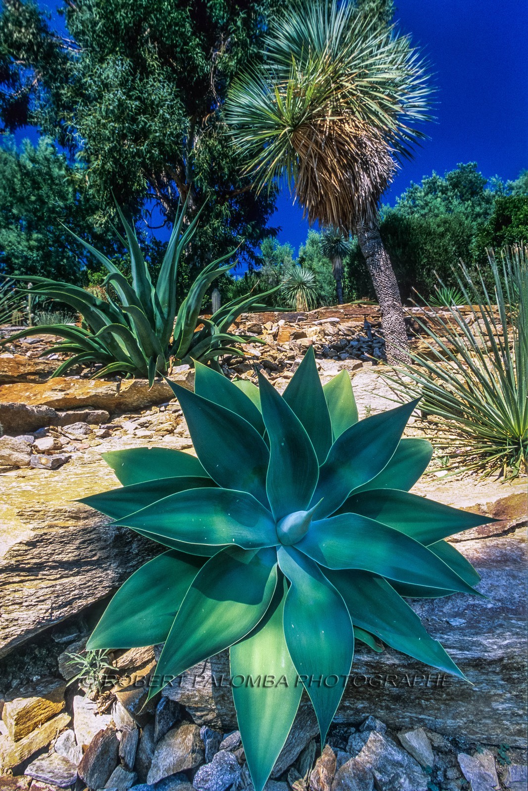 .Rayol-Canadel-sur-Mer