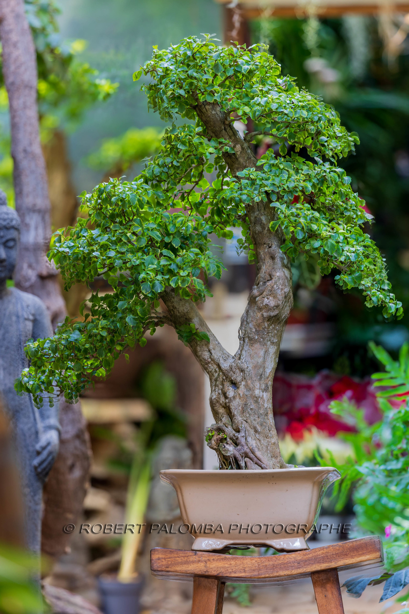 Bonsai Center