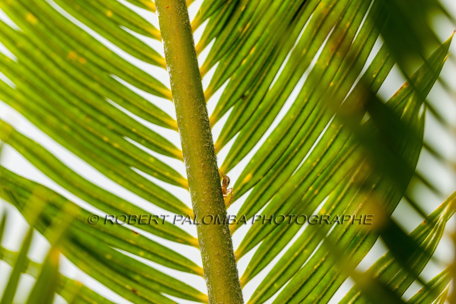 Cycas du Japon Cycas du Japon