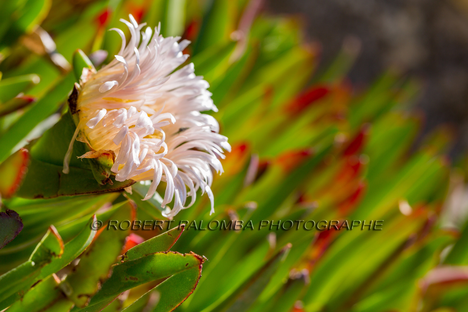 Flore Méditerranéenne