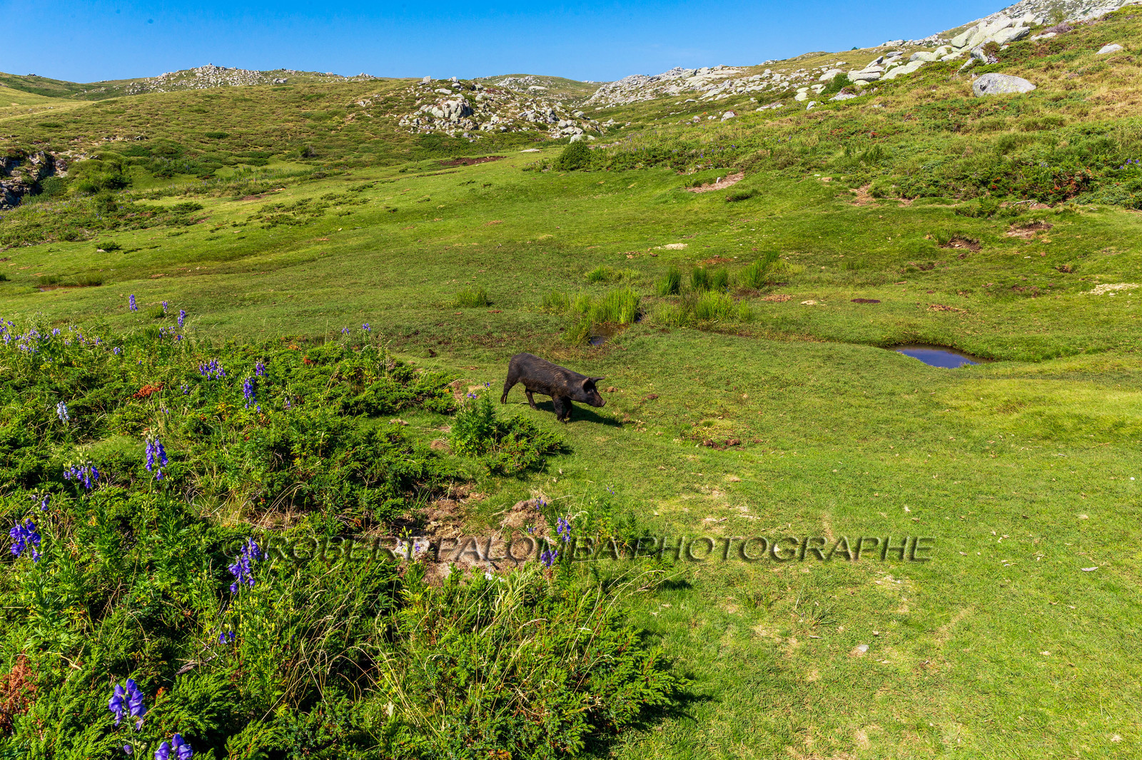 Plateau du Coscione