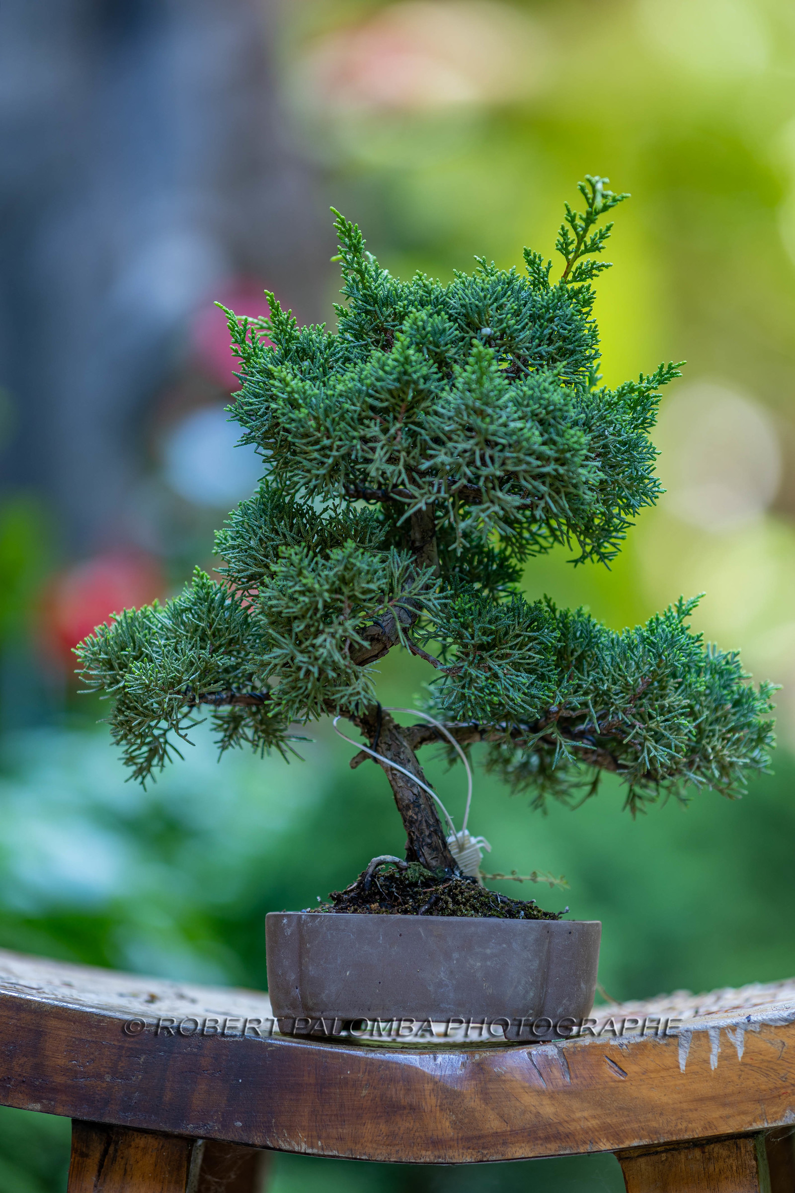 Bonsai