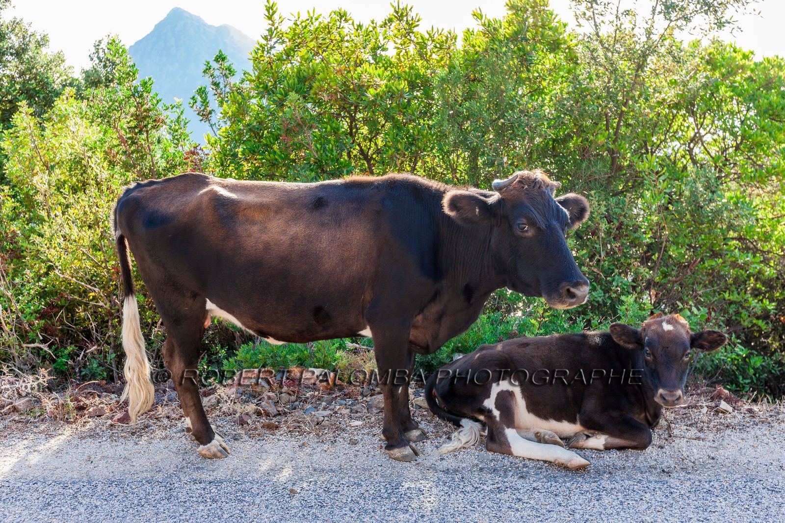 Vache corse