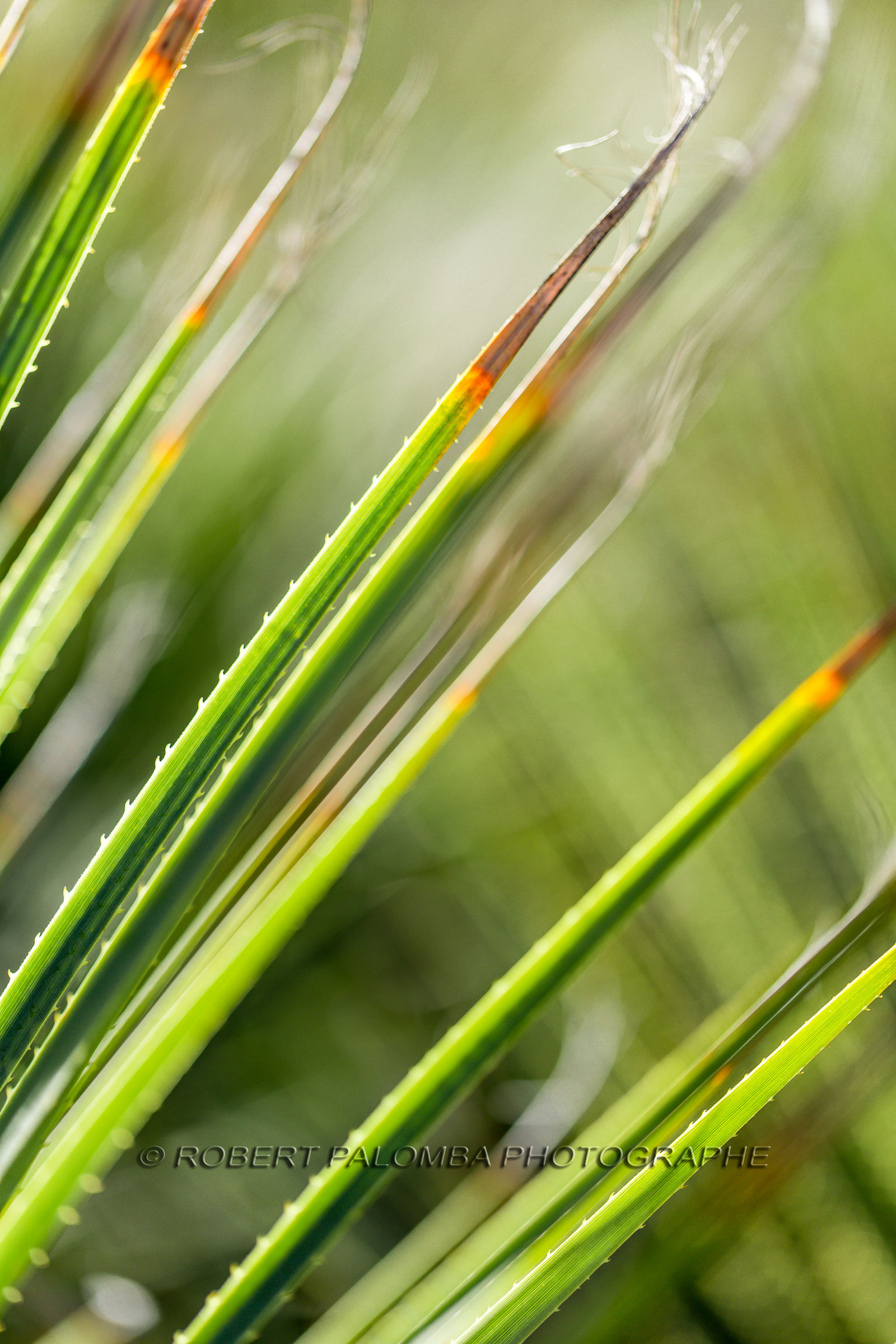 Flore Méditerranéenne