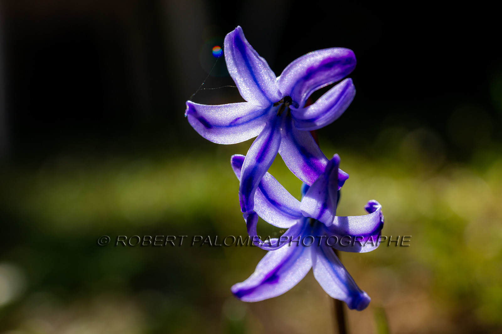 Flore Méditerranéenne Flore Méditerranéenne