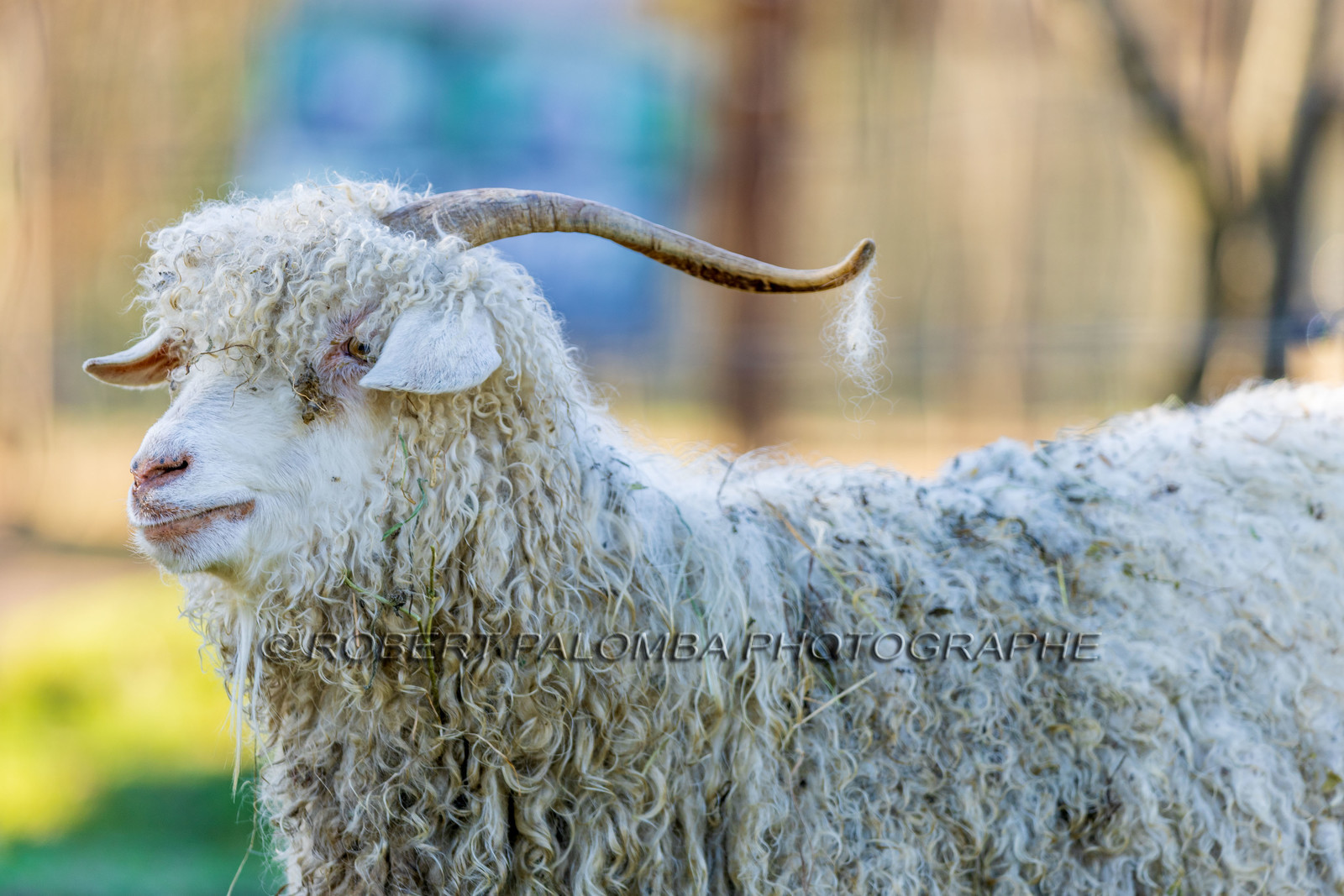 Chèvre mohair