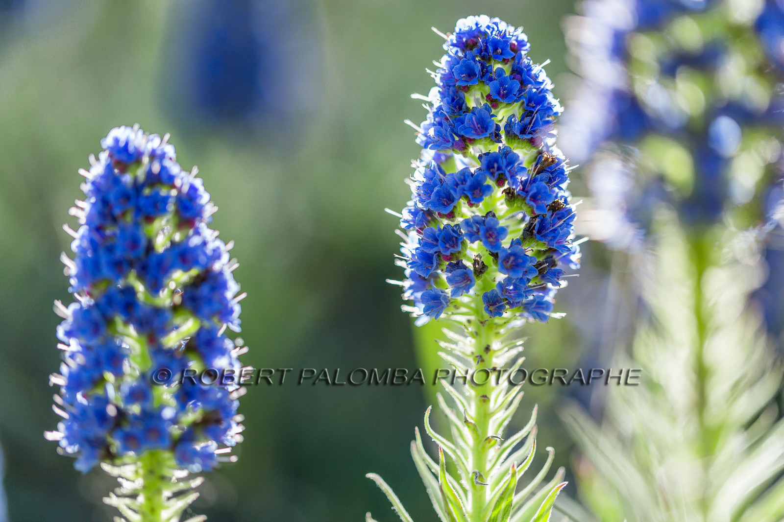 Flore Méditerranéenne