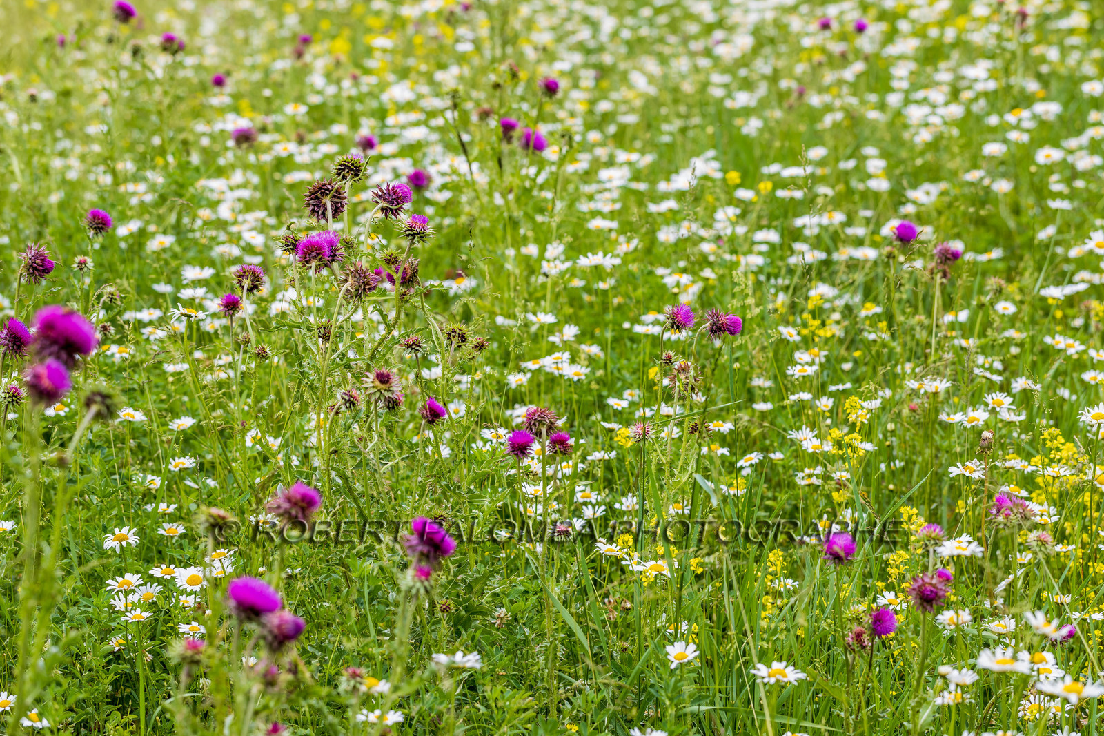 Flore alpine