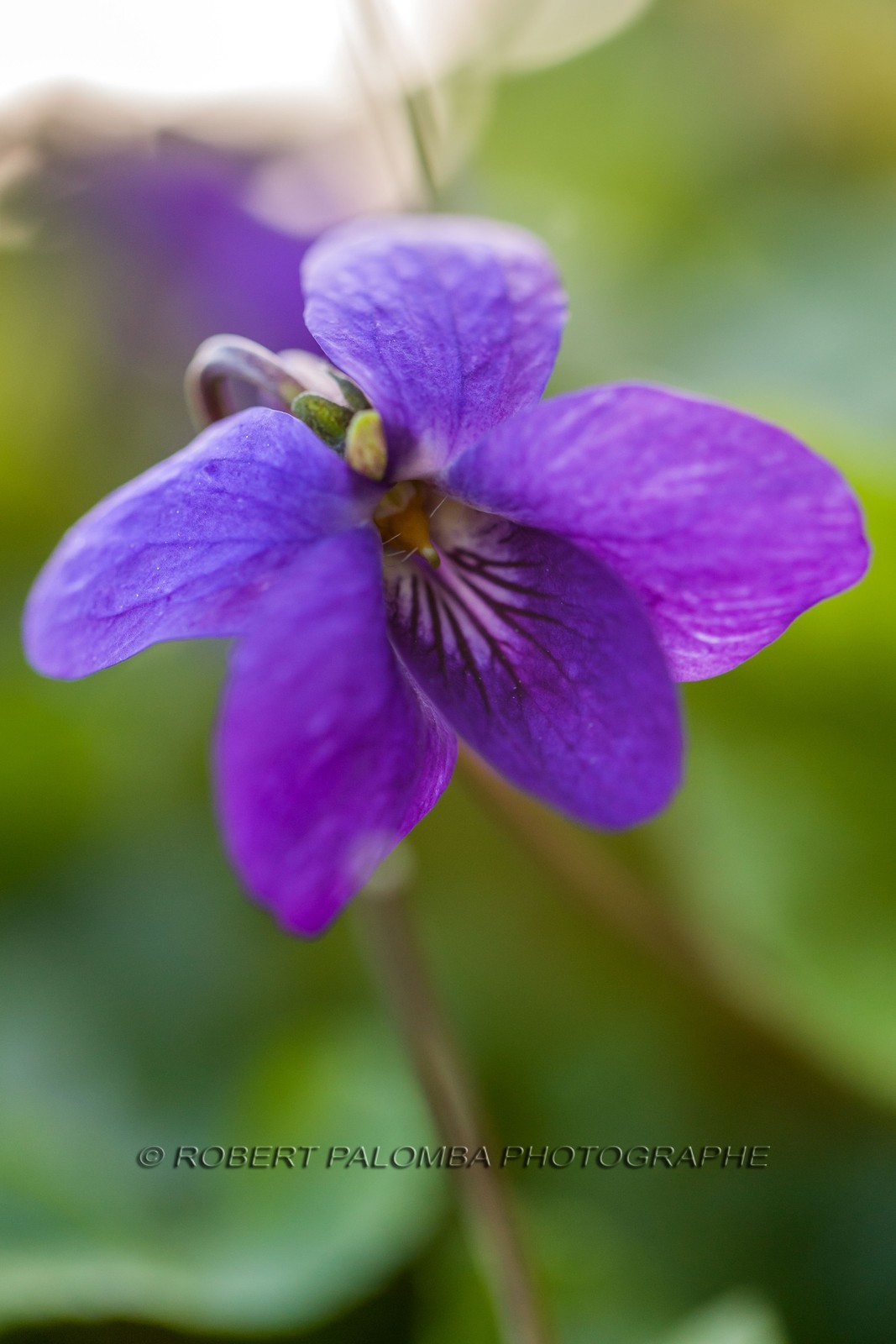Violette, Viola Violette, Viola