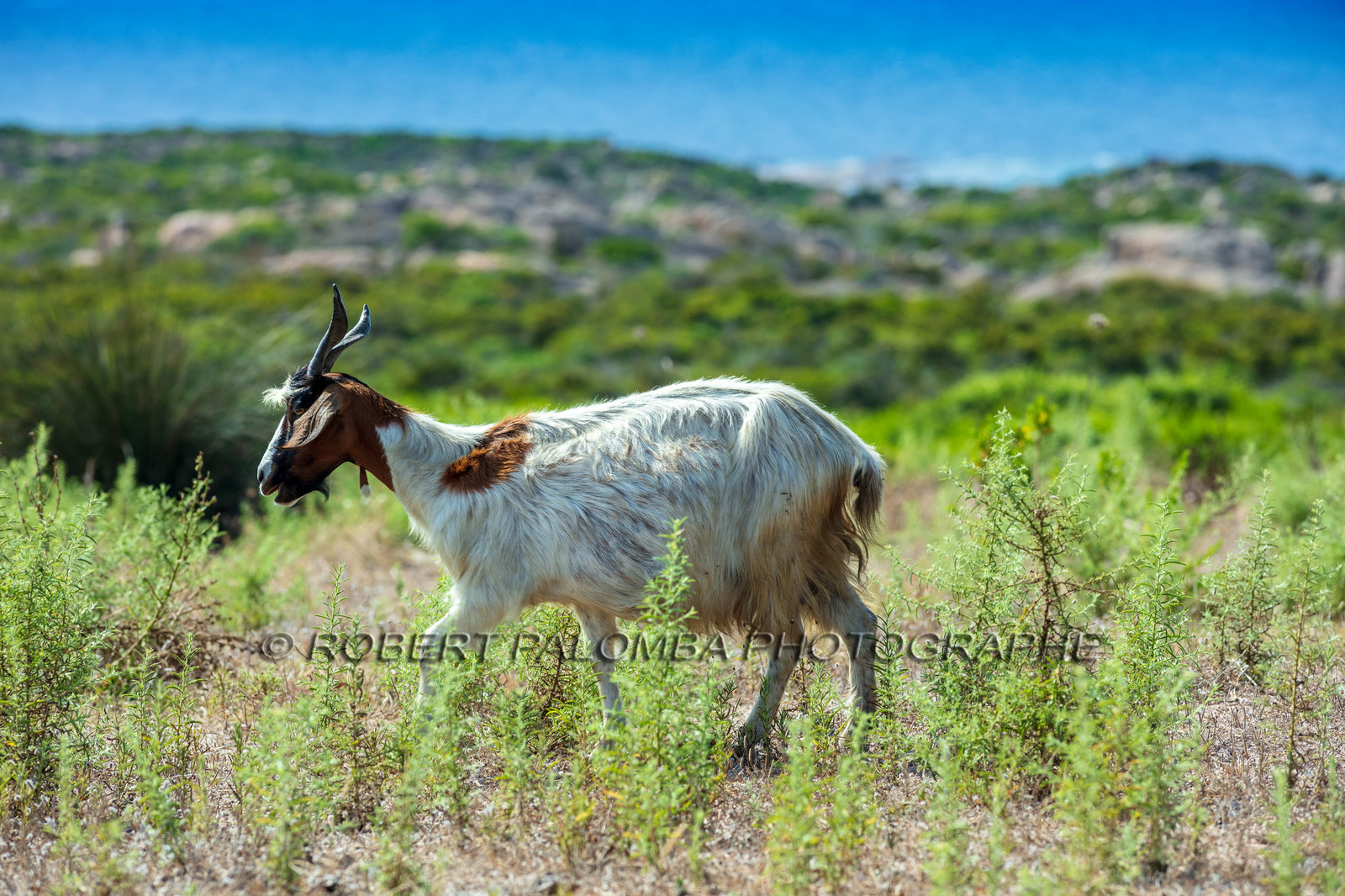 Faune corse