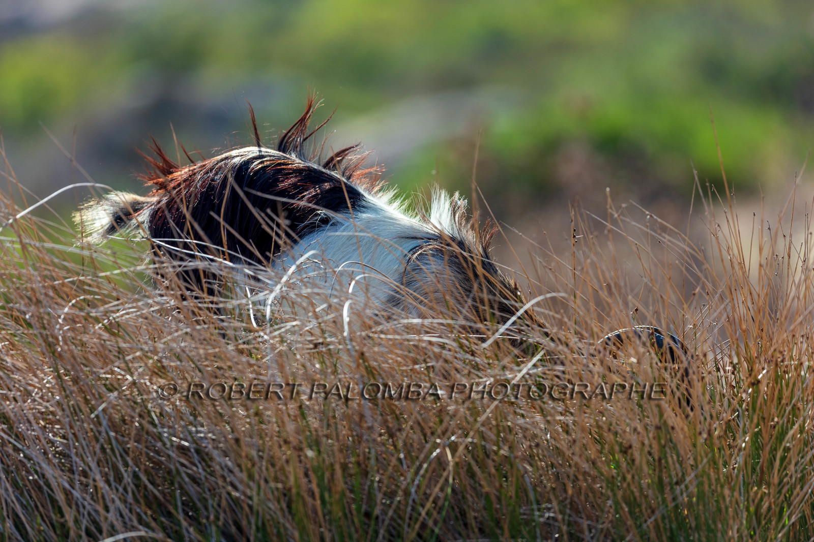 Faune corse
