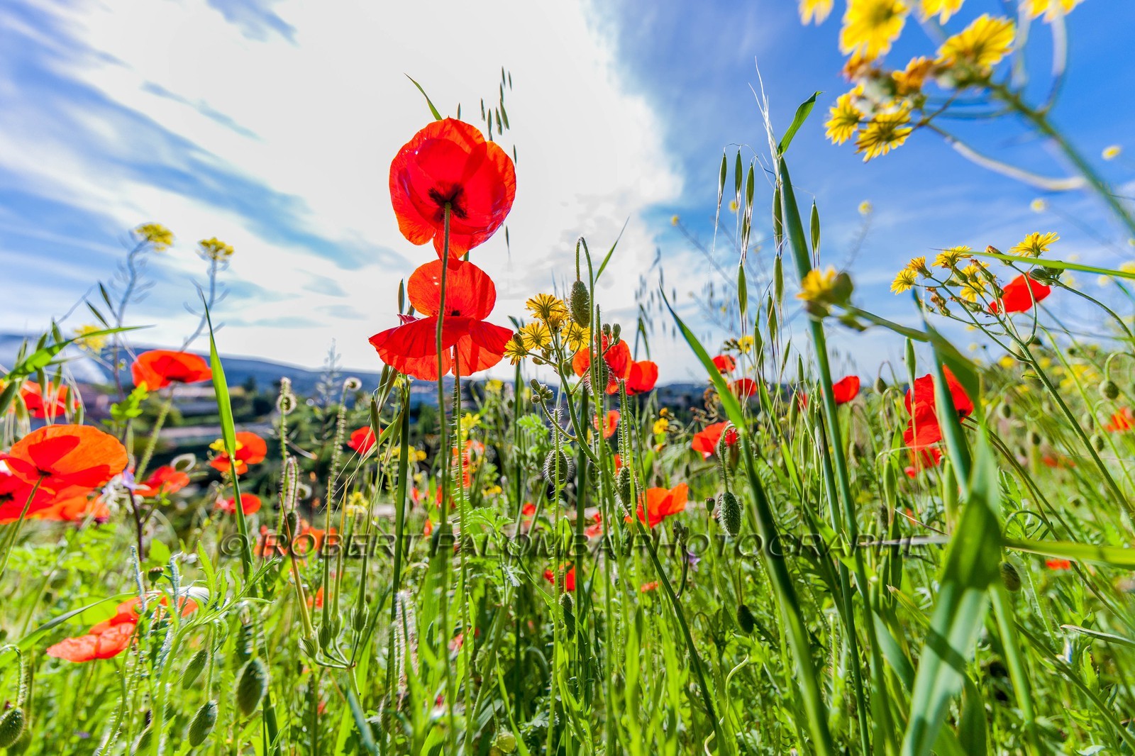 Coquelicot, Papaver rhoeas Coquelicot, Papaver rhoeas