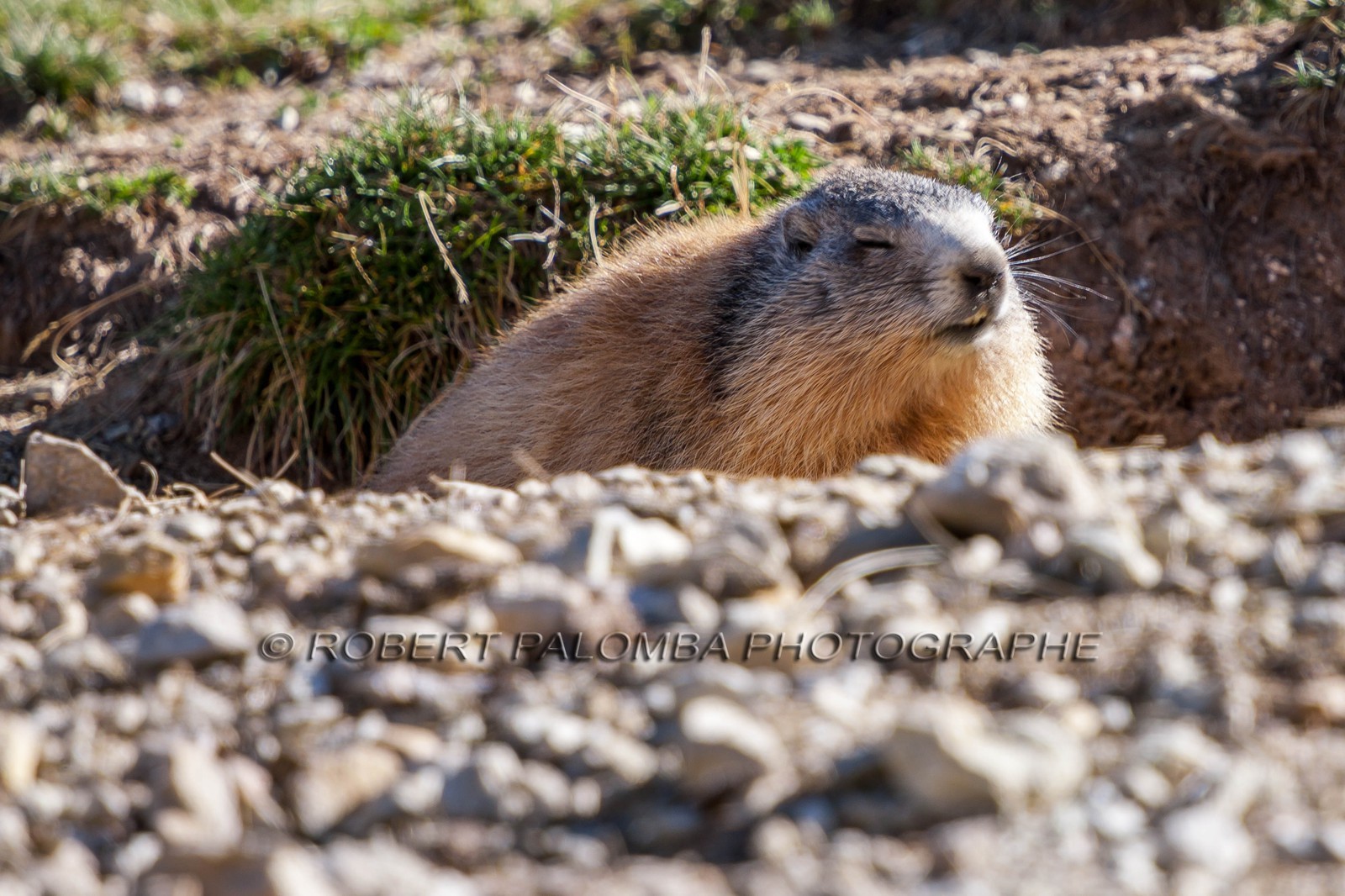 Marmotte, Marmota