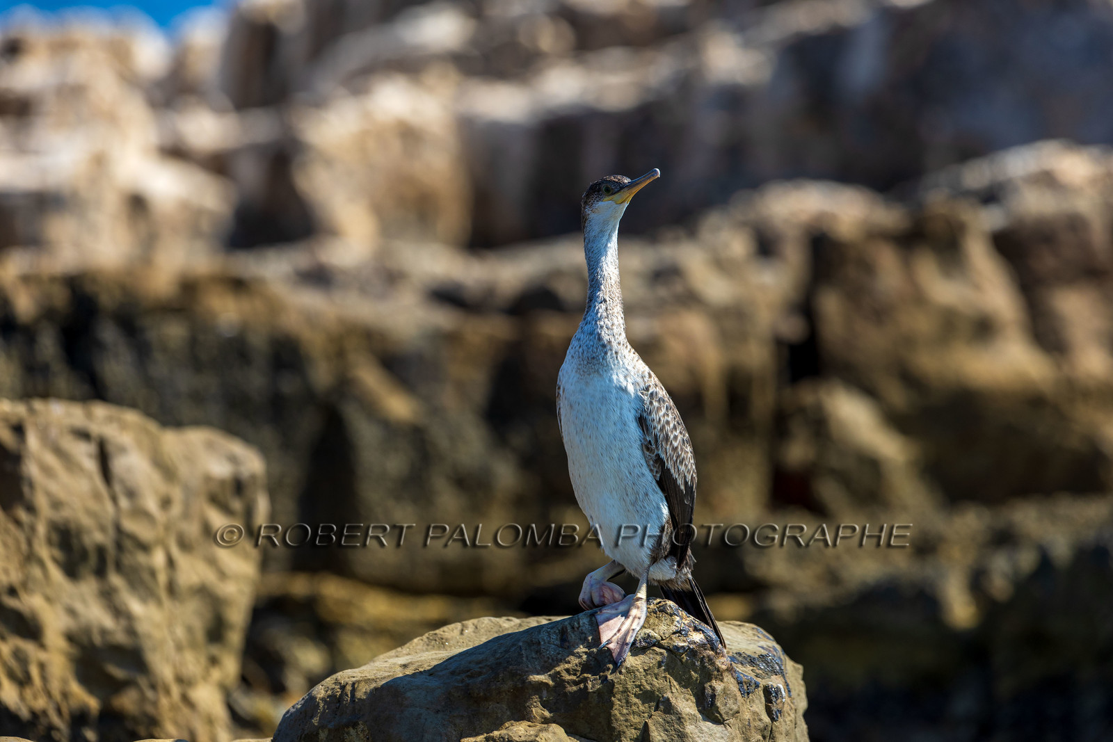Cormoran huppé immature, Phalacrocorax aristotelis