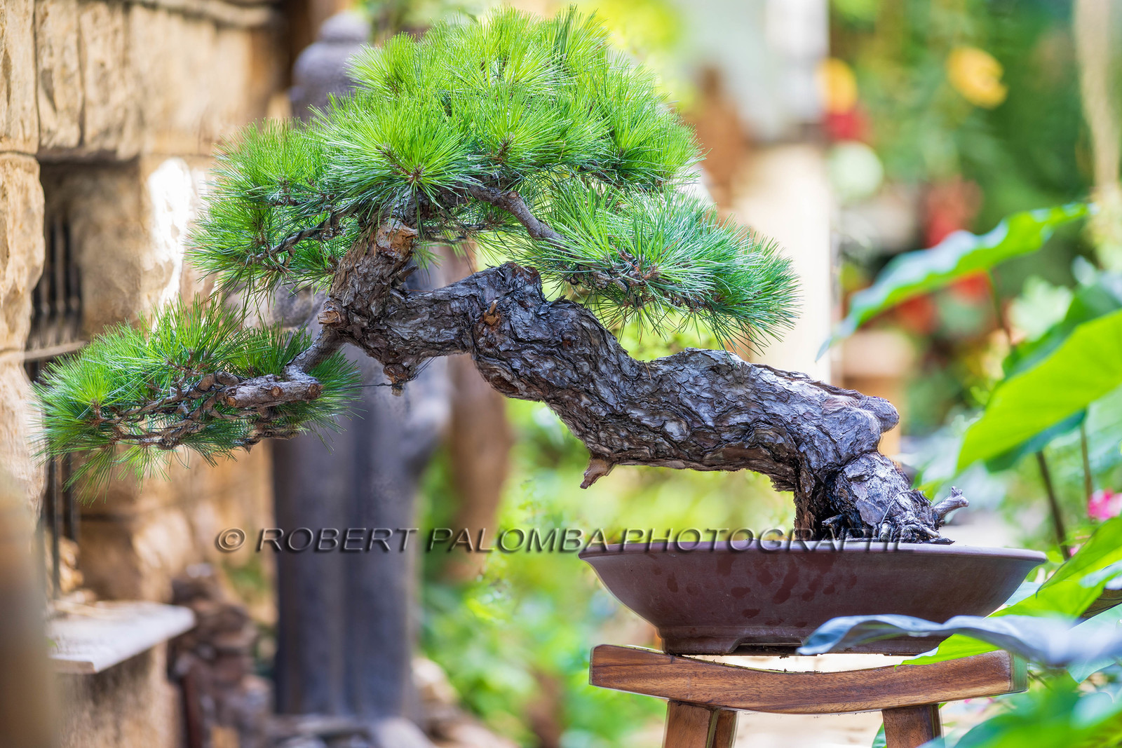Bonsai Center
