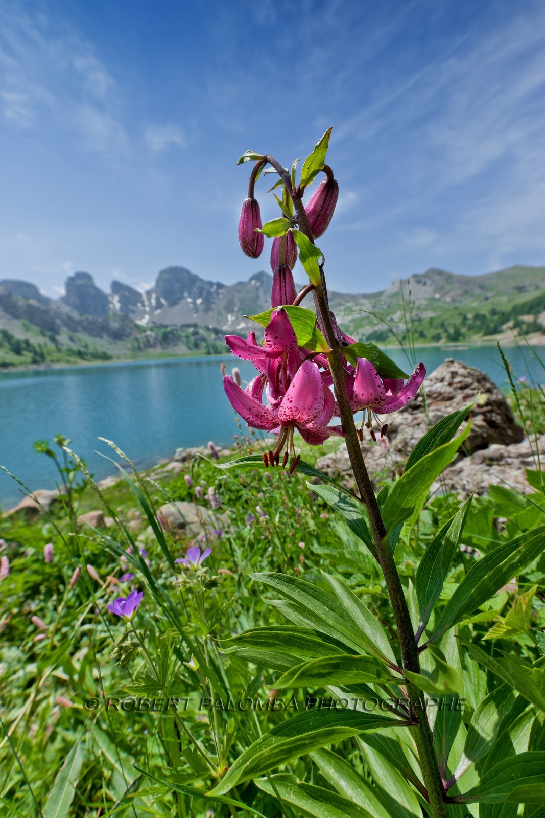 Lis Martagon, Lilium Martagon