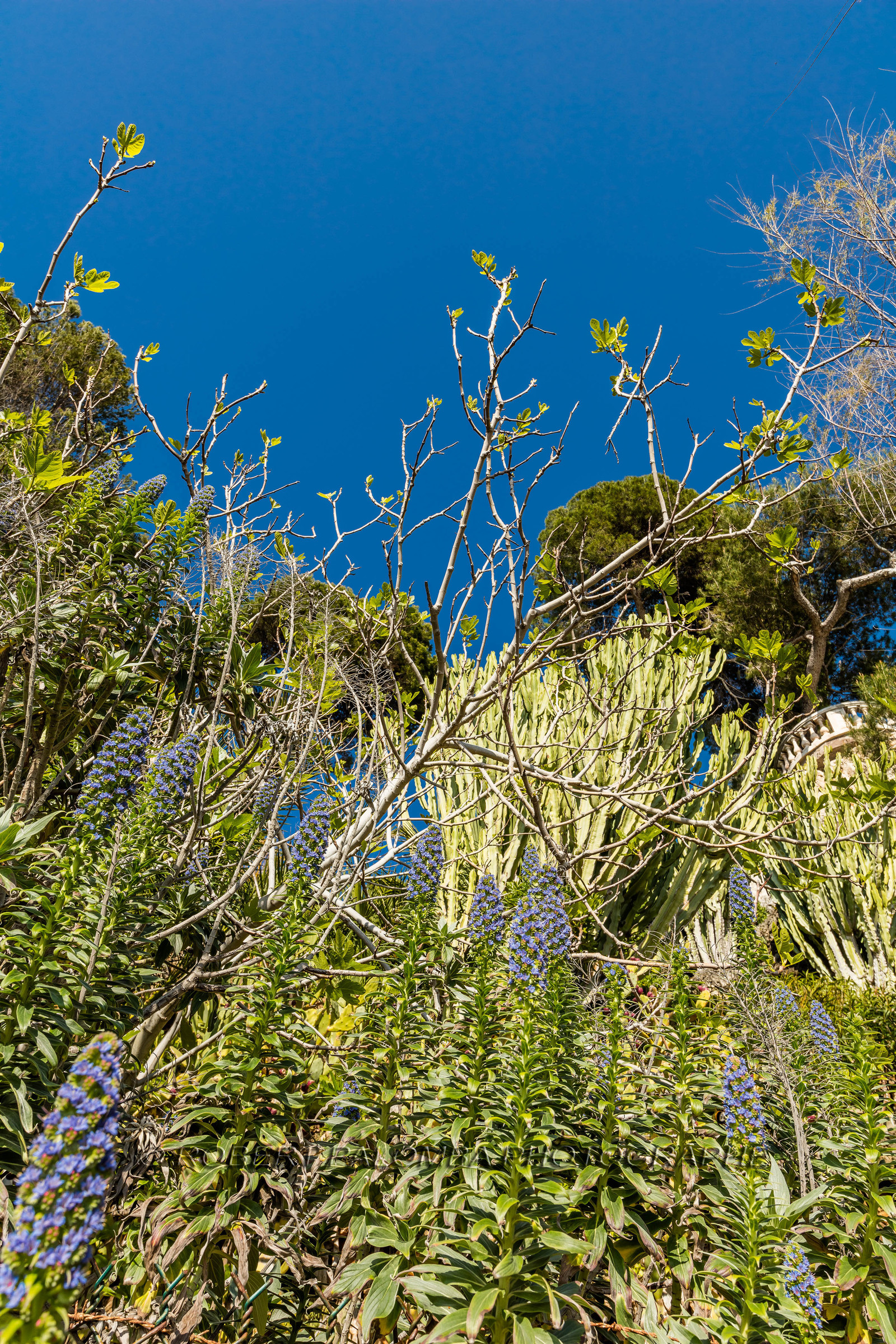 Roquebrune-Cap-Martin