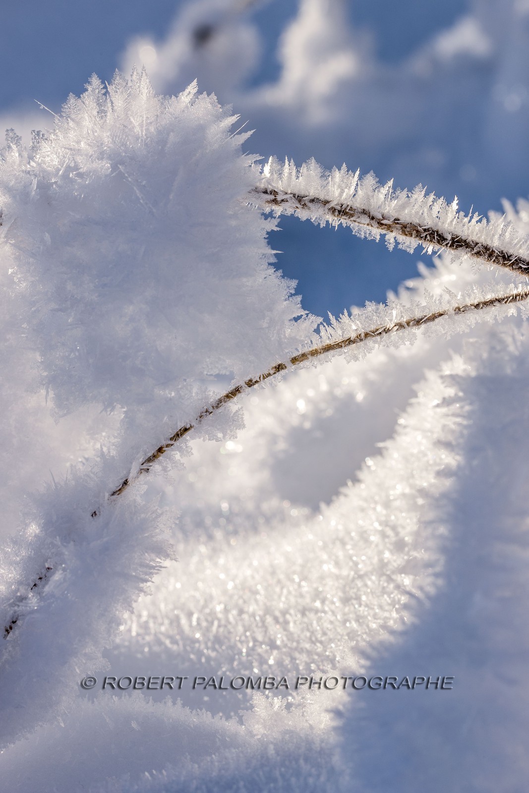 Cristaux de neige