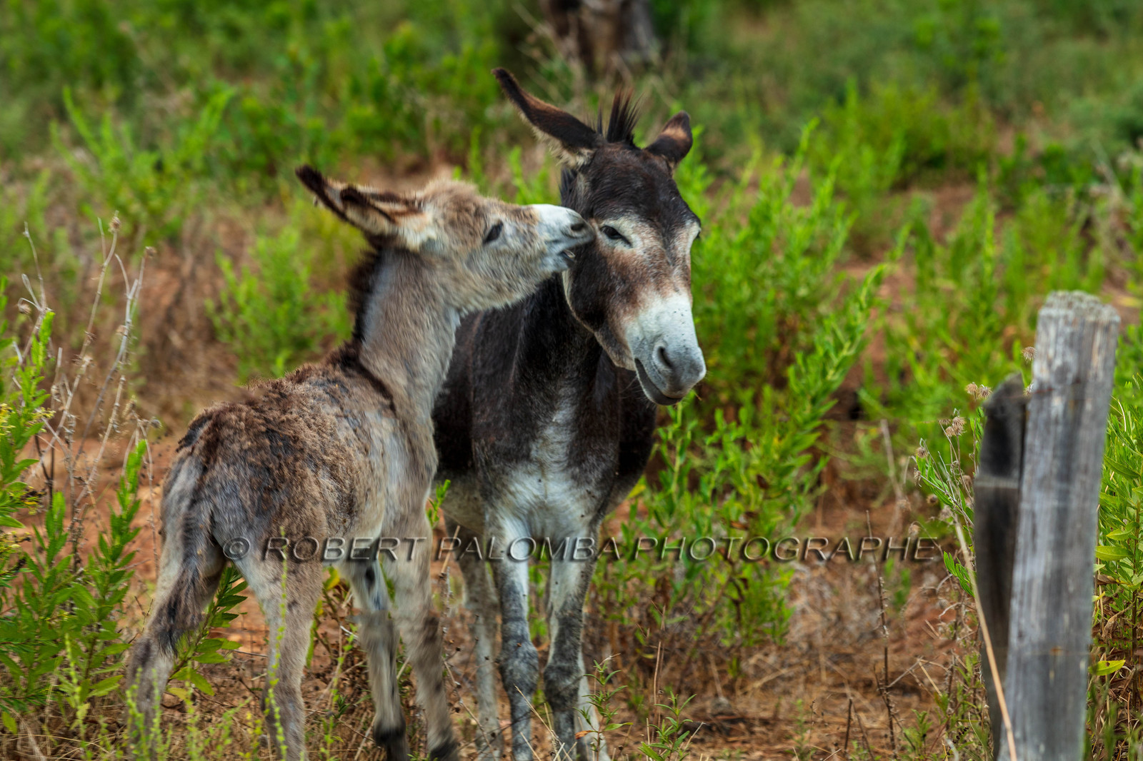 Faune corse