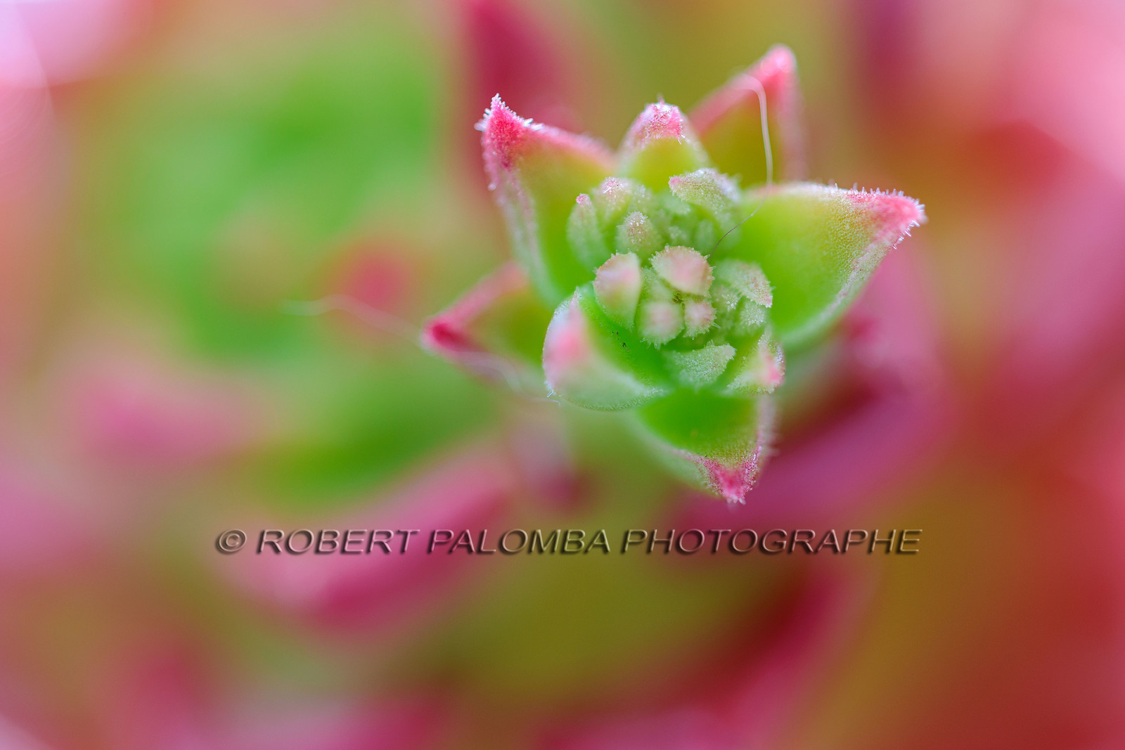 Flore