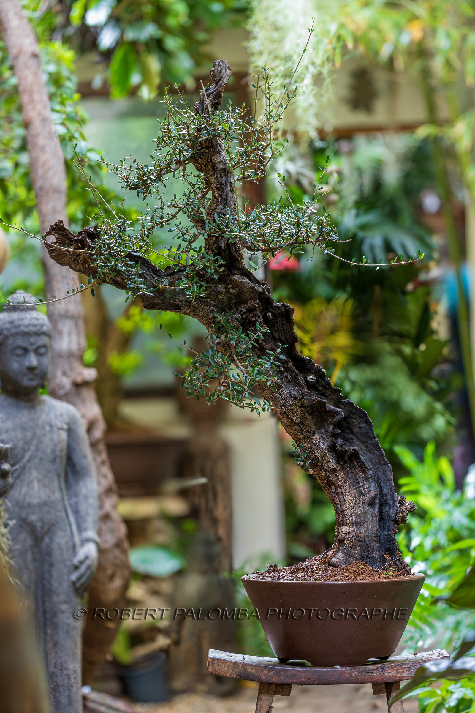 Bonsai Center