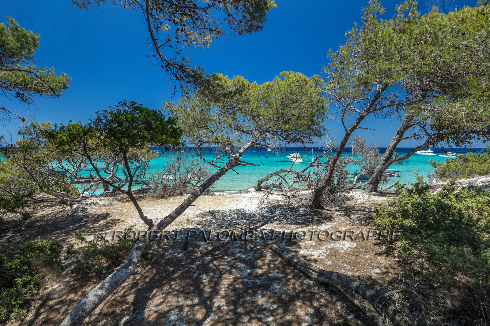 Saleccia