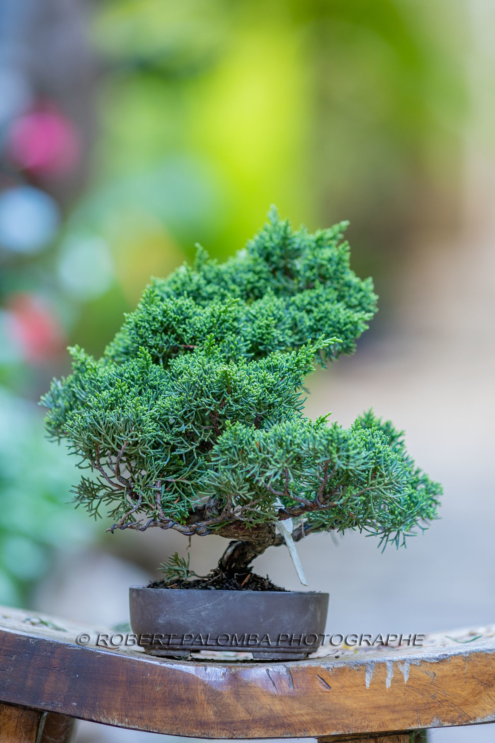 Bonsai