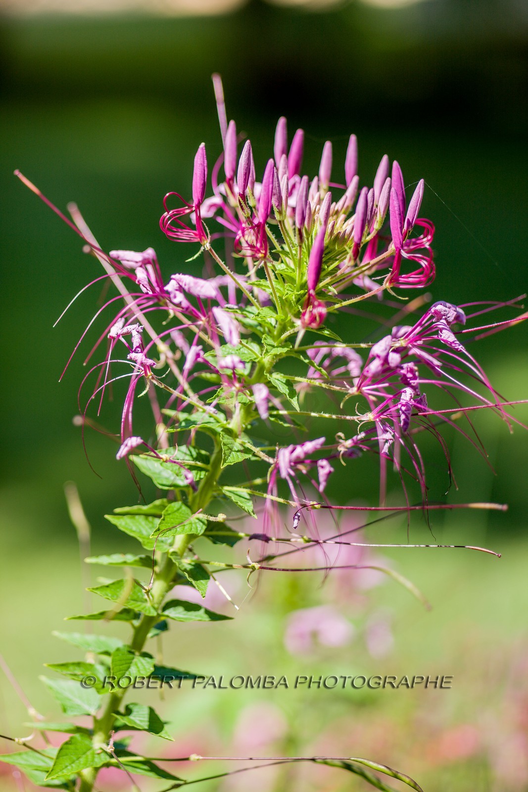 Flore Méditerranéenne