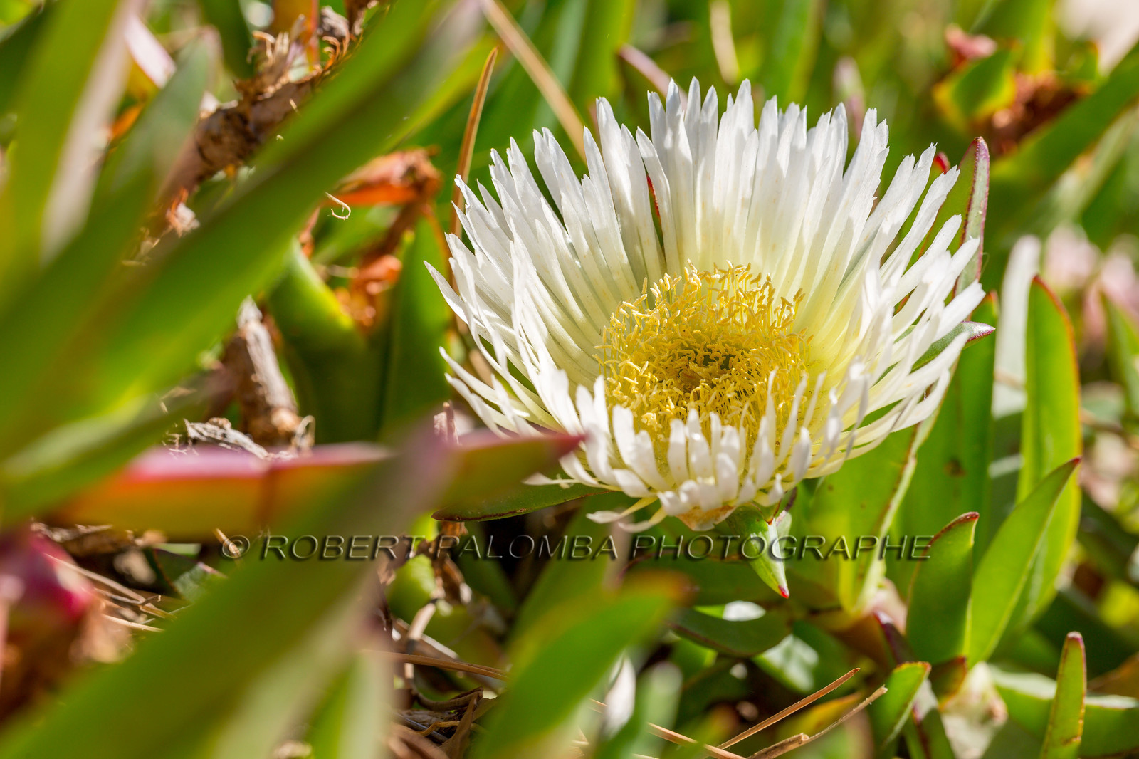 Flore Méditerranéenne