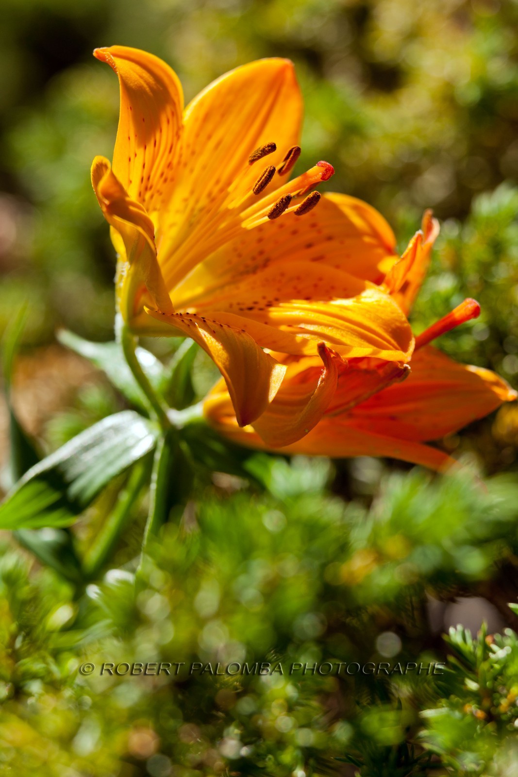 Lis Martagon,Lilium Martagon