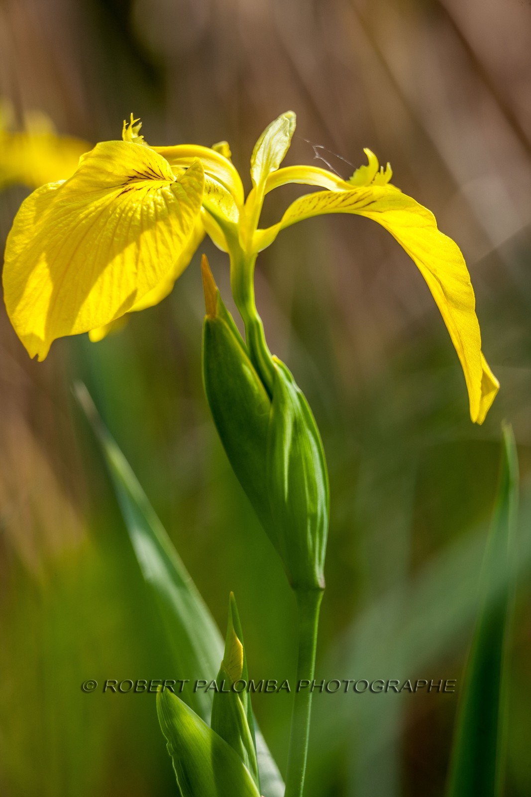 Iris Jaune, Iris pseudacorus Iris Jaune, Iris pseudacorus